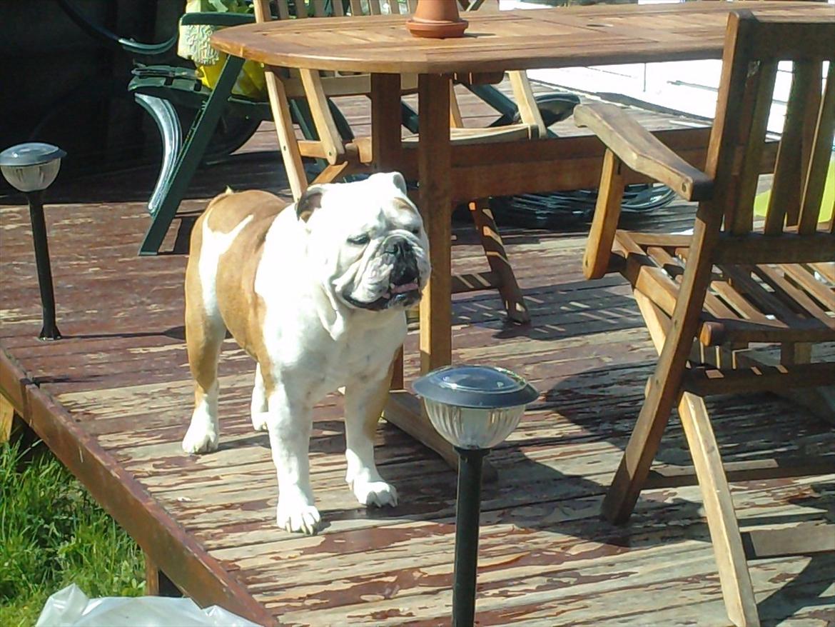 Engelsk bulldog Oskar - Min smukke prins billede 1