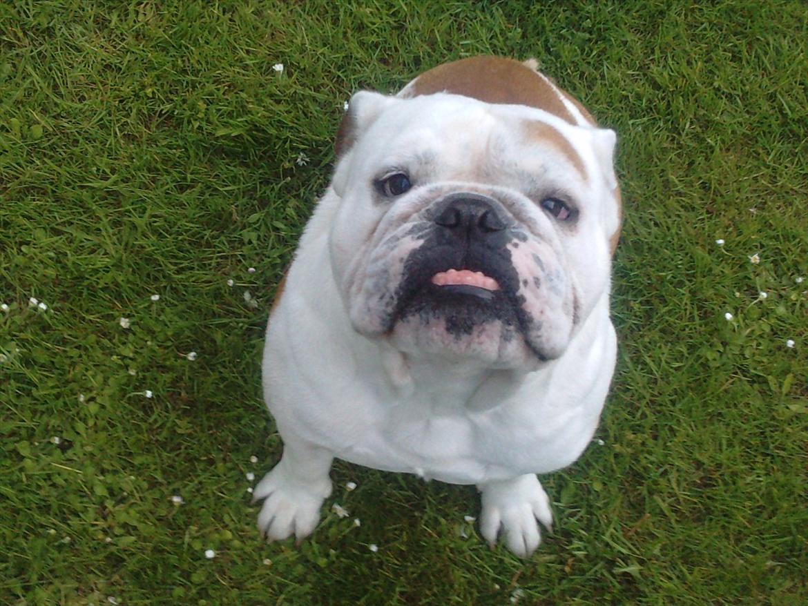 Engelsk bulldog Oskar - Oskar billede 2