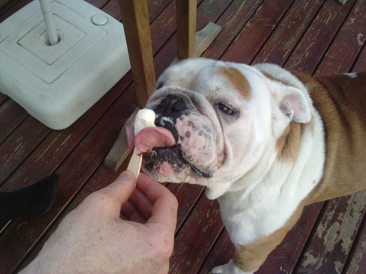 Engelsk bulldog Oskar - Oskar elsker Is billede 3