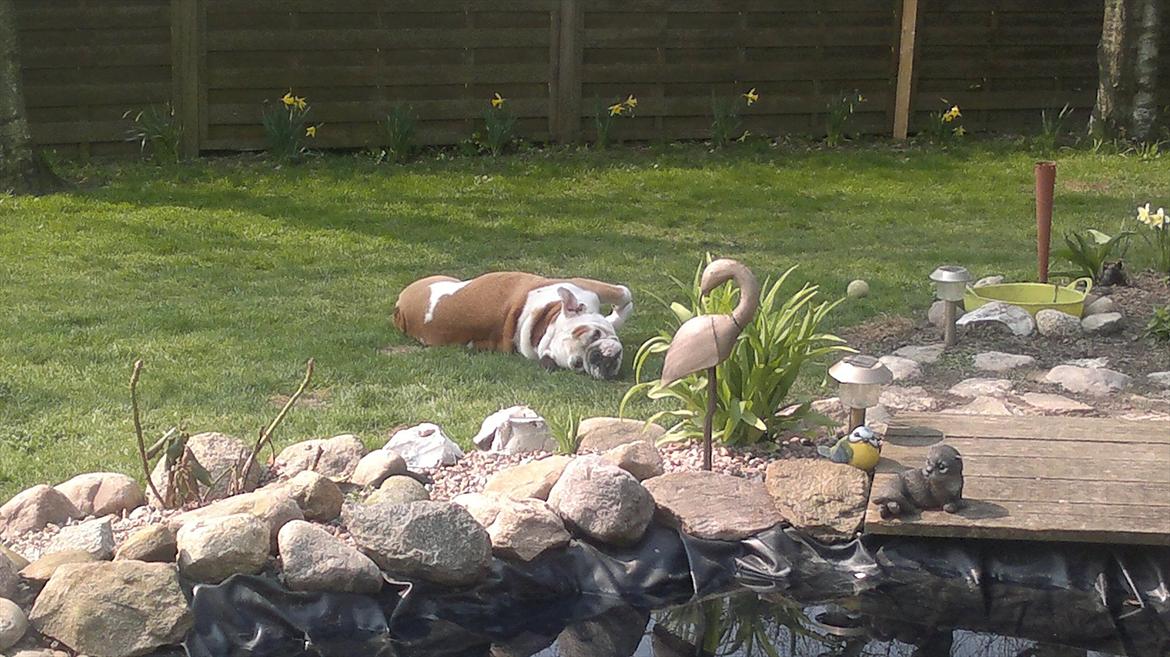 Engelsk bulldog Oskar - Der er bare ikke noget bedre end at rulle sig i græsset billede 4