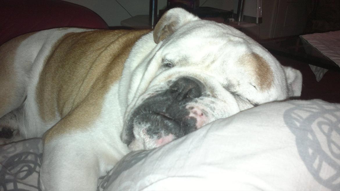 Engelsk bulldog Oskar - Oskar som vi ser ham mest, I koma. billede 5