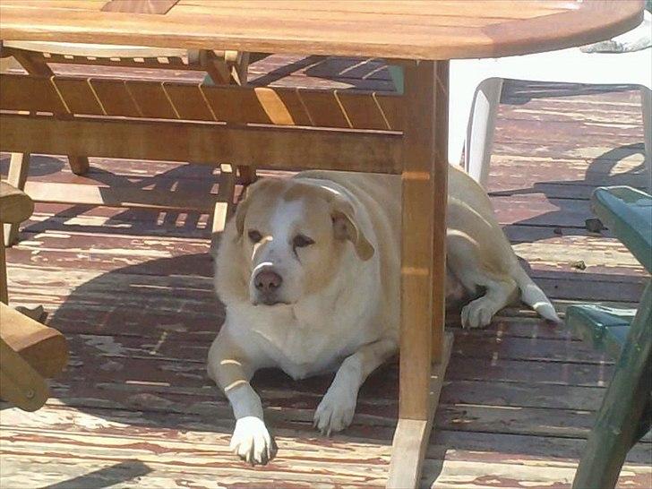 Blanding af racer Oliver - Oliver <3 billede 1