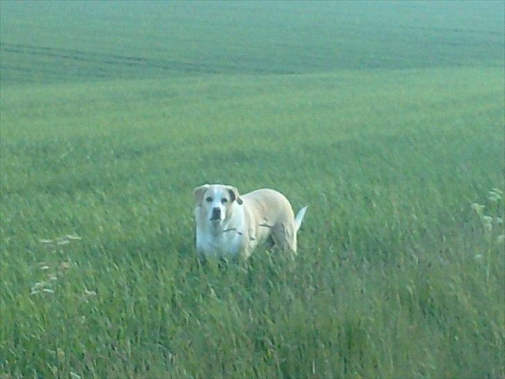 Blanding af racer Oliver - oliver elsker marker billede 2