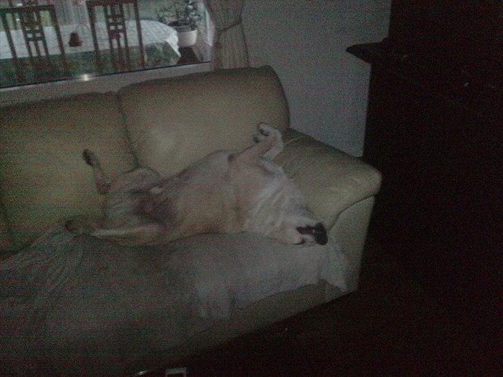 Blanding af racer Oliver - Oliver i koma billede 3