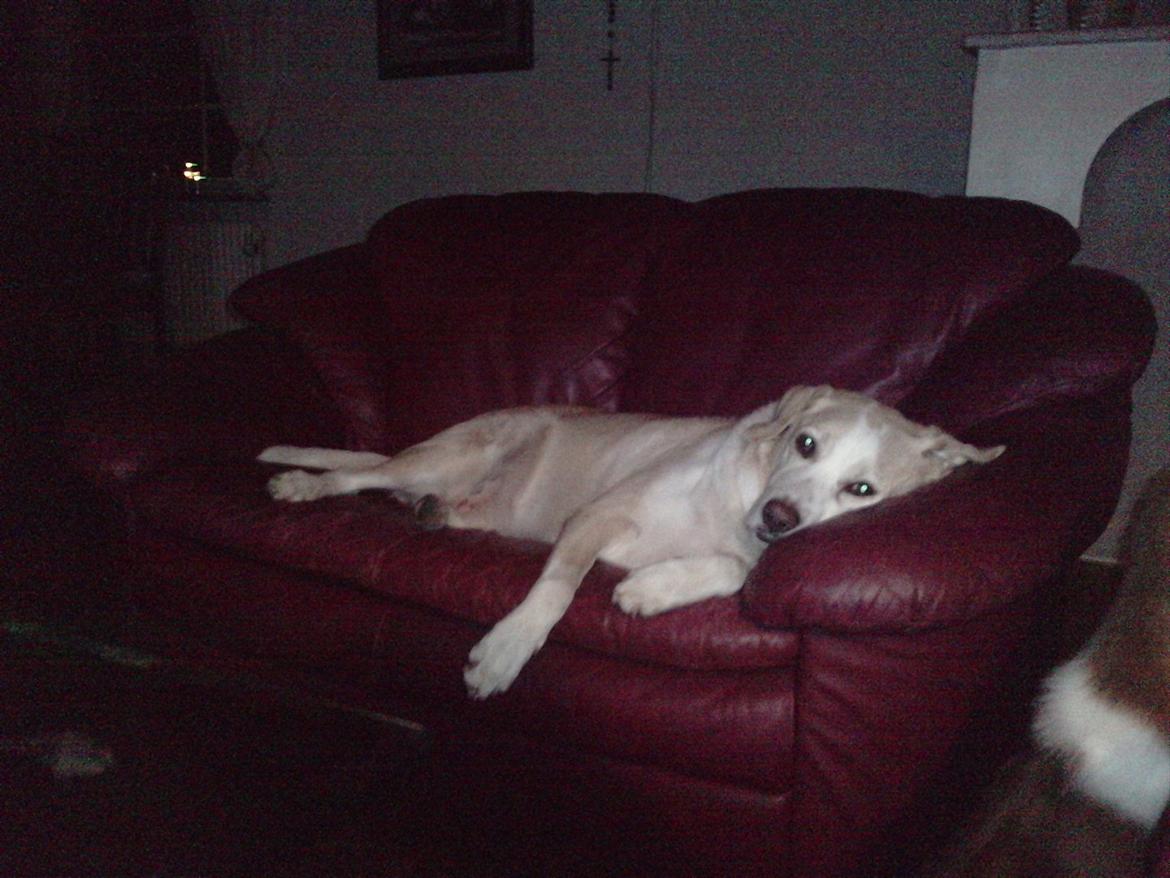 Blanding af racer Oliver - Det er da bare livet billede 5