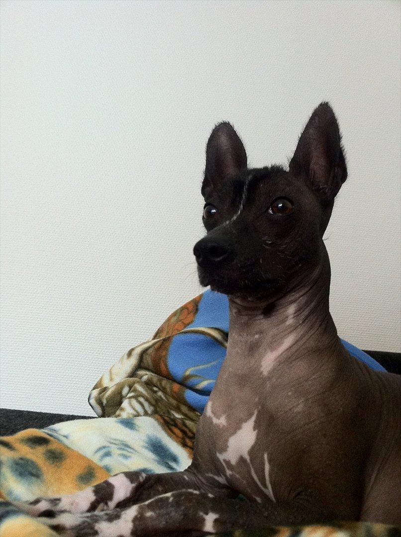 Xoloitzcuintle Miska billede 5