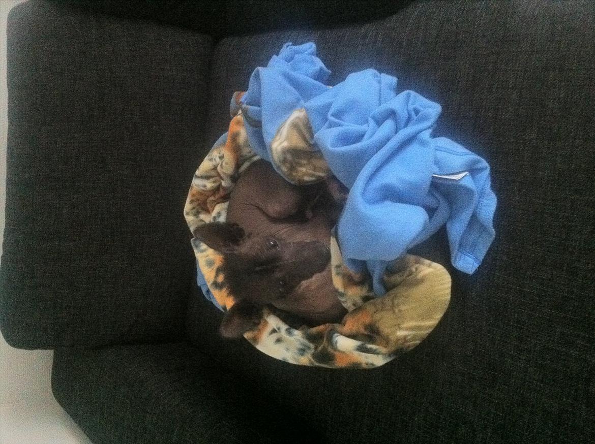 Xoloitzcuintle Miska billede 7