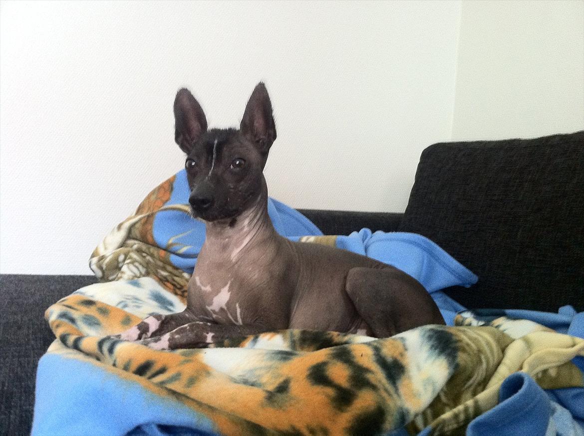 Xoloitzcuintle Miska billede 9