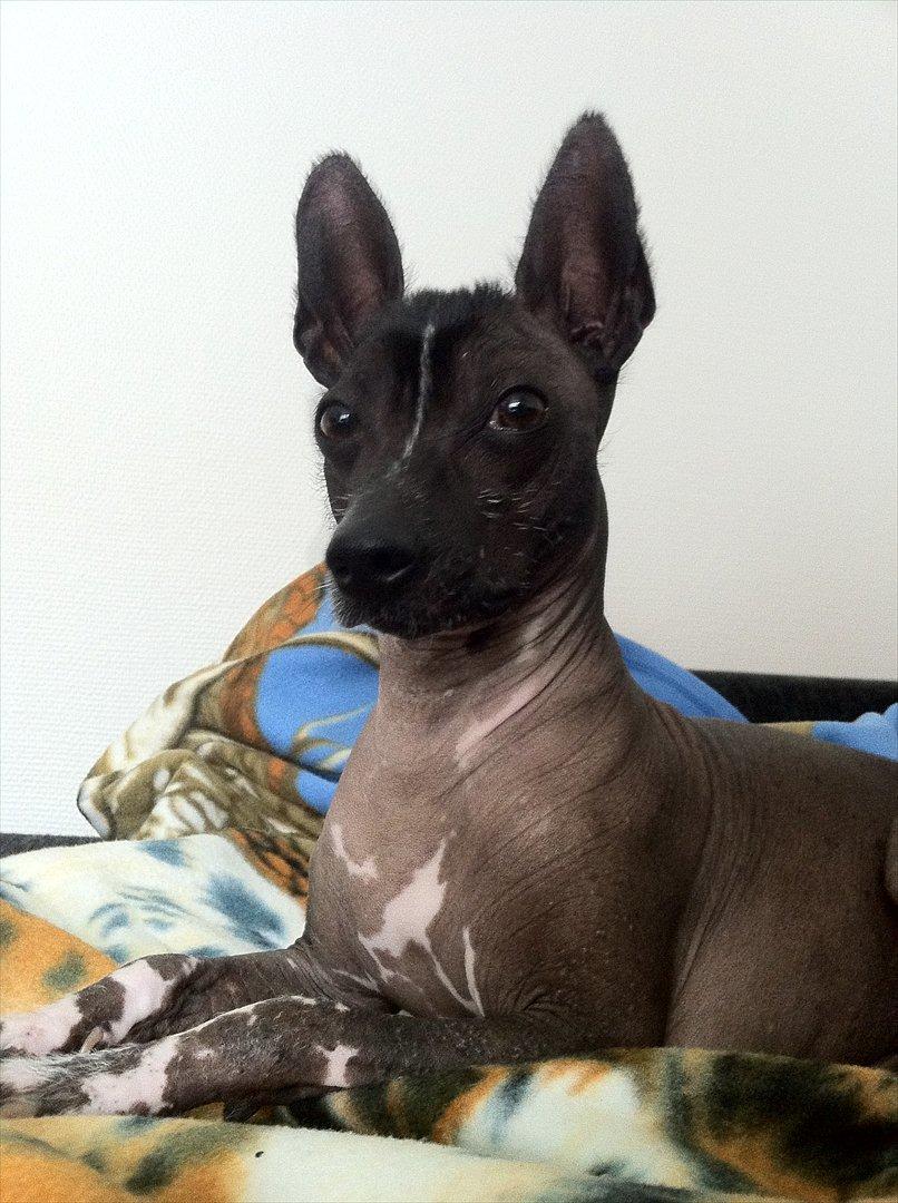 Xoloitzcuintle Miska billede 10