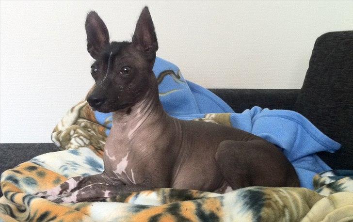 Xoloitzcuintle Miska billede 2