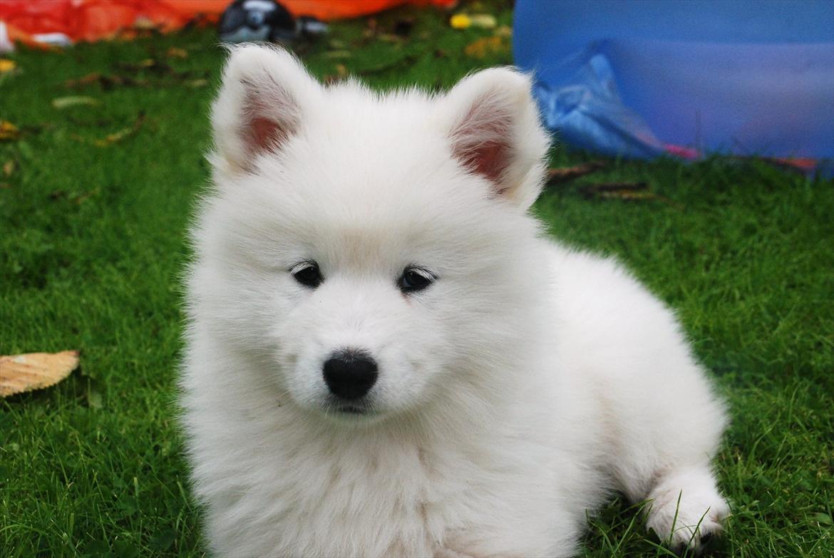 Samojedhund Jessie - Døv hund | Tidligere Hund - Velkommen til Jessie's Profil :) | Foto: Mig billede 1