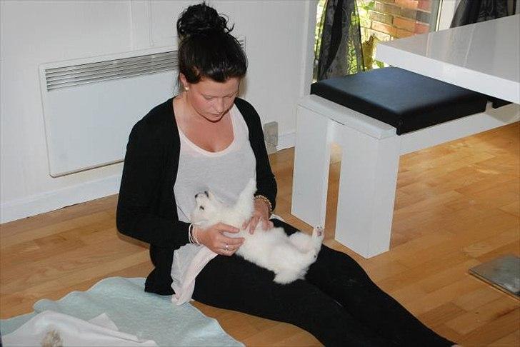 Samojedhund Jessie - Døv hund | Tidligere Hund - Mig der sidder mig Jessie da hun ikk var så gammel | Foto: Min mor billede 3