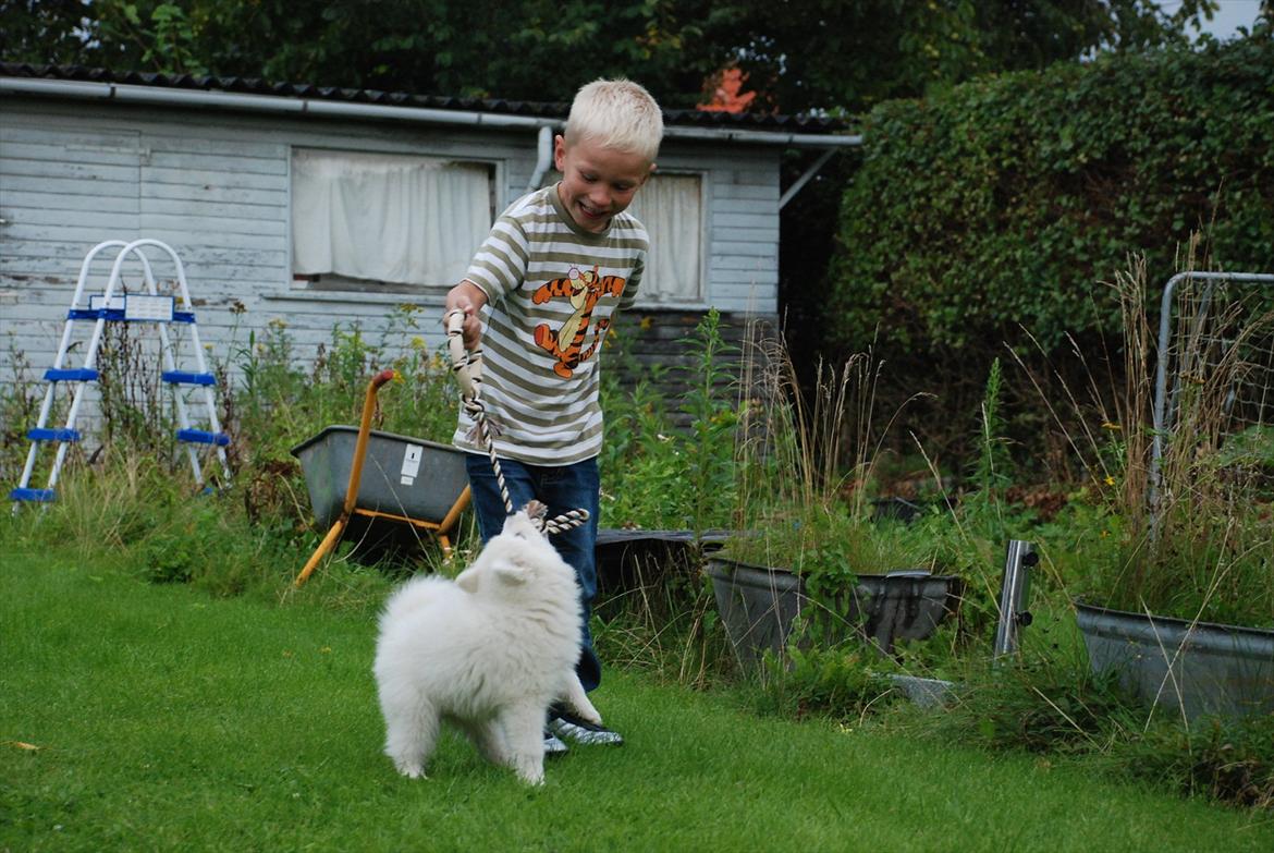 Samojedhund Jessie - Døv hund | Tidligere Hund - Min lillebror der leger med Jessie | Foto: Mig billede 10