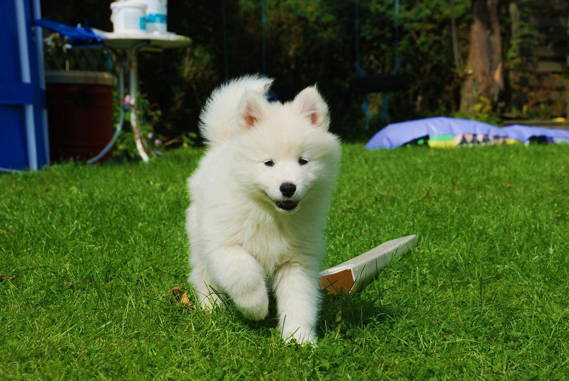 Samojedhund Jessie - Døv hund | Tidligere Hund - min glade hund :D | Foto: Mig
 billede 13