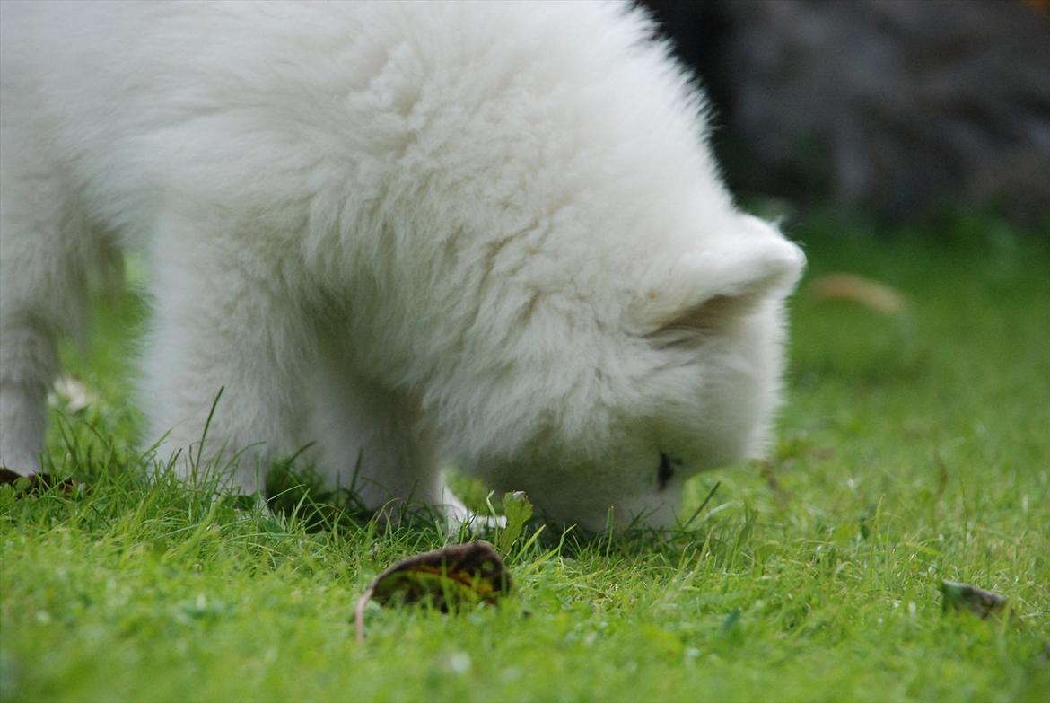Samojedhund Jessie - Døv hund | Tidligere Hund - Foto: Mig billede 15