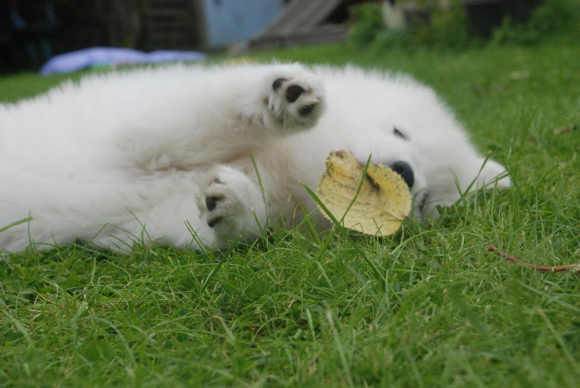 Samojedhund Jessie - Døv hund | Tidligere Hund - Leg med bladet :D | Foto: mig billede 17