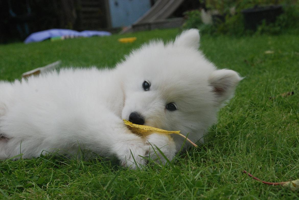 Samojedhund Jessie - Døv hund | Tidligere Hund - Foto: Mig
 billede 18