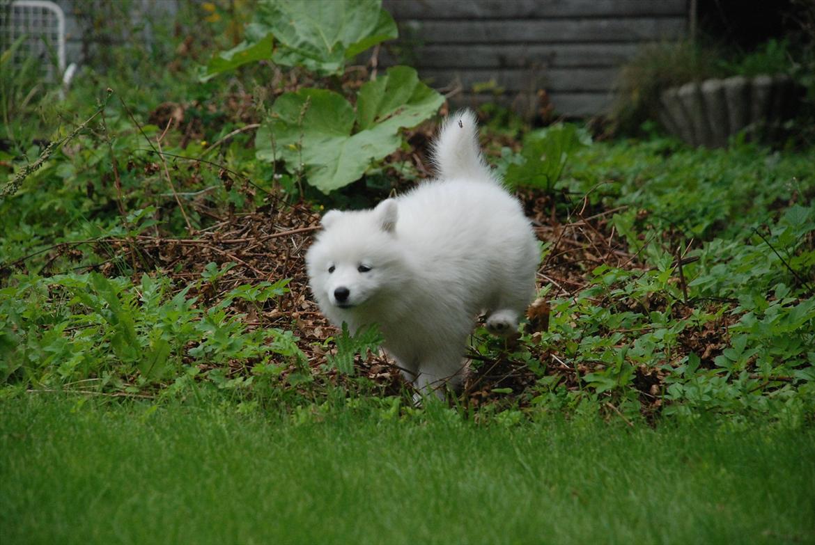 Samojedhund Jessie - Døv hund | Tidligere Hund - Kom til mig!! :) | Foto: Mig billede 20