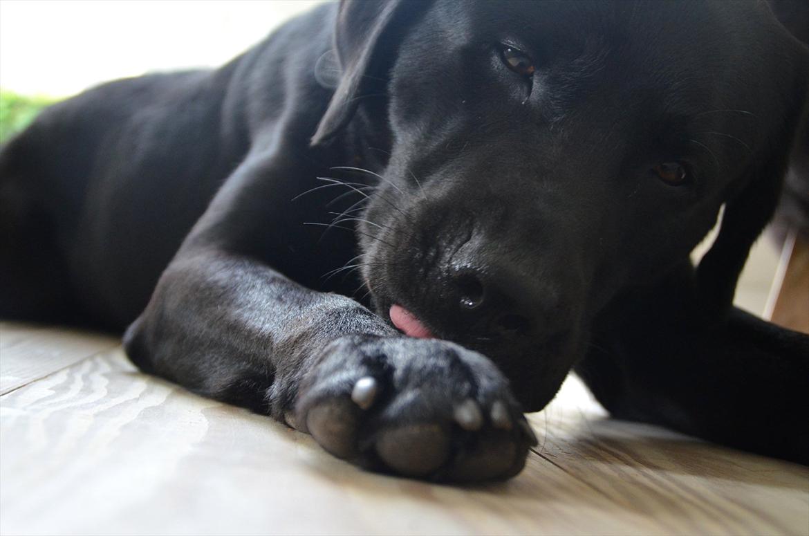 Labrador retriever Balder billede 12