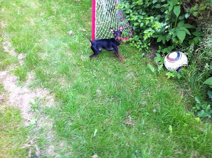 Prazsky krysarik Joey billede 1