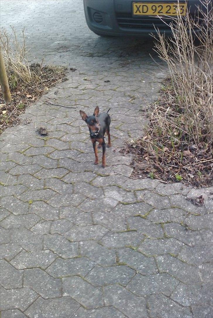 Prazsky krysarik Joey billede 2