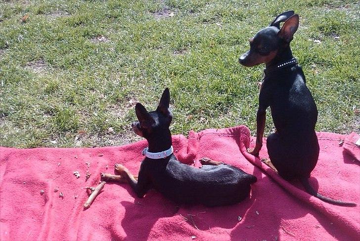 Prazsky krysarik Joey billede 3