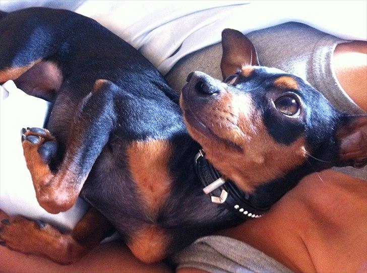 Prazsky krysarik Joey billede 4