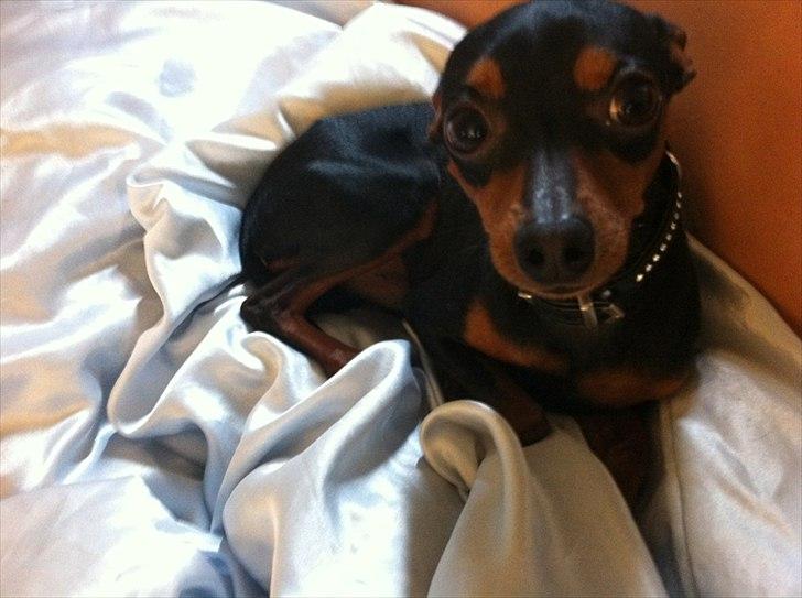 Prazsky krysarik Joey billede 5