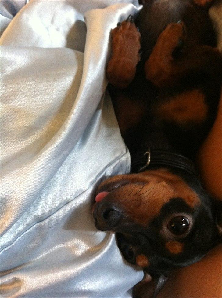 Prazsky krysarik Joey billede 6