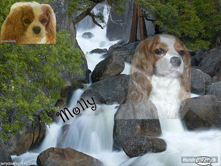 Cavalier king charles spaniel Molly Død 1 Februar 2010. billede 13