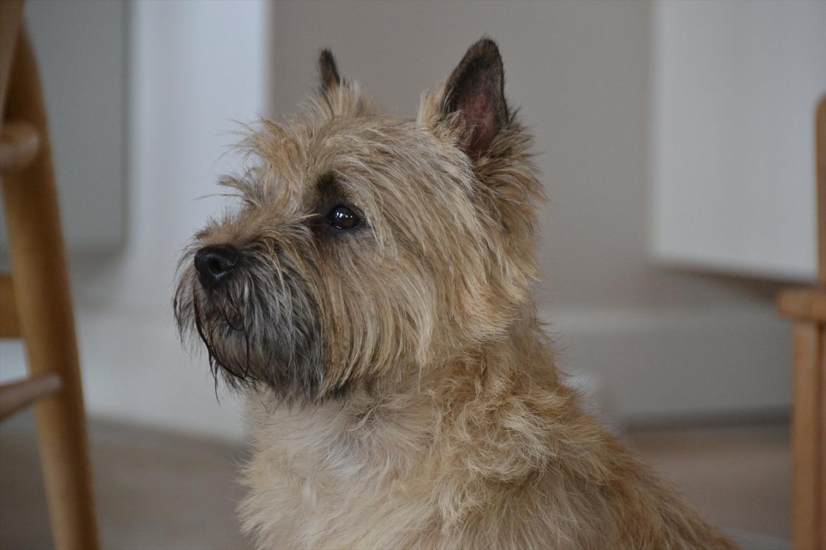 Cairn terrier sofus - smukke hund! billede 2