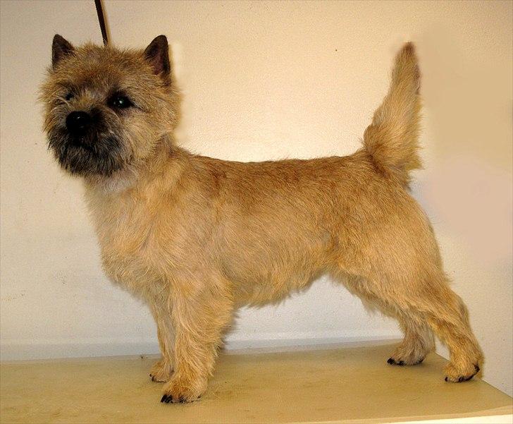 Cairn terrier sofus - sofus billede til cairn-årbogen billede 3