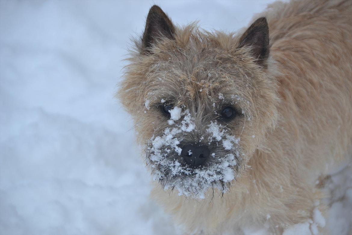 Cairn terrier sofus - elsker det billede det er altså lige til kalenderen. billede 4