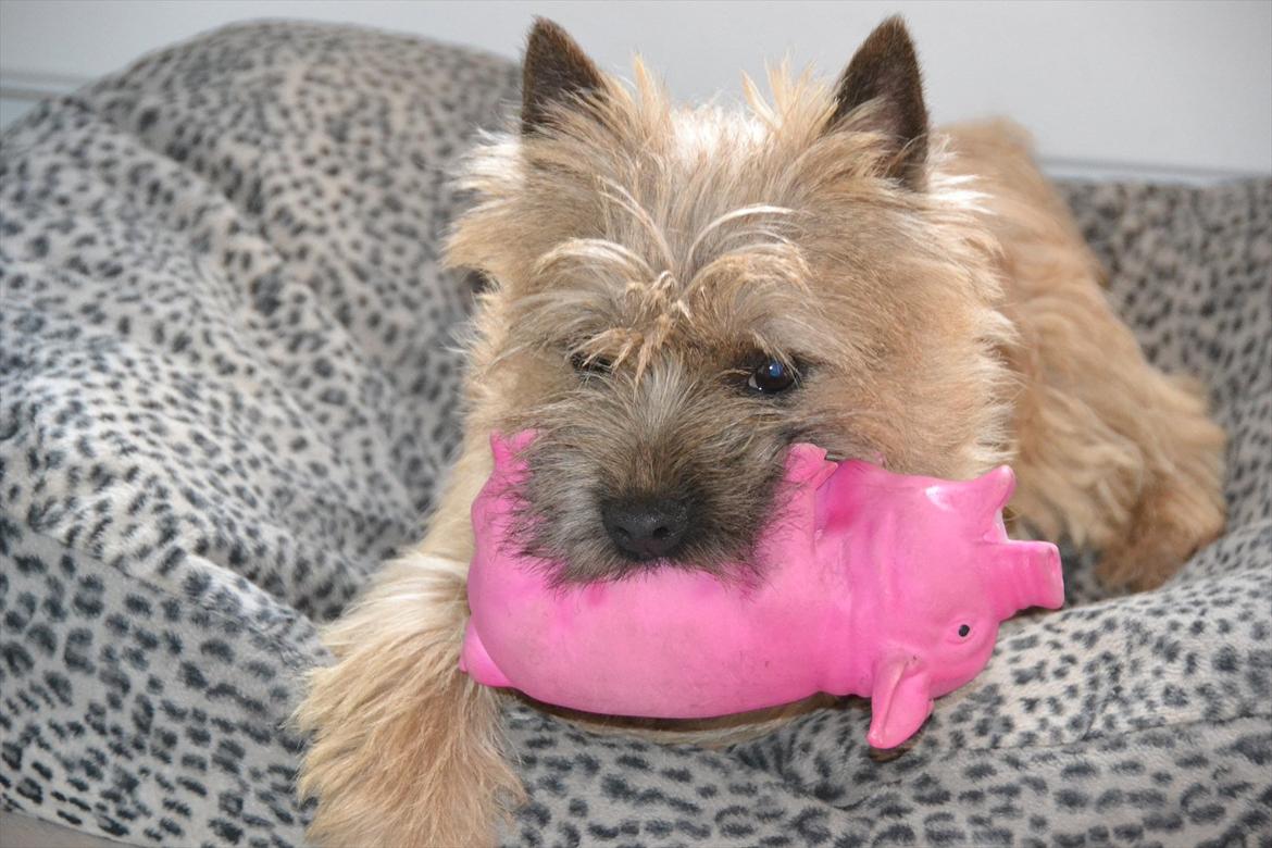 Cairn terrier sofus - sofus med gris i munden:):) billede 5