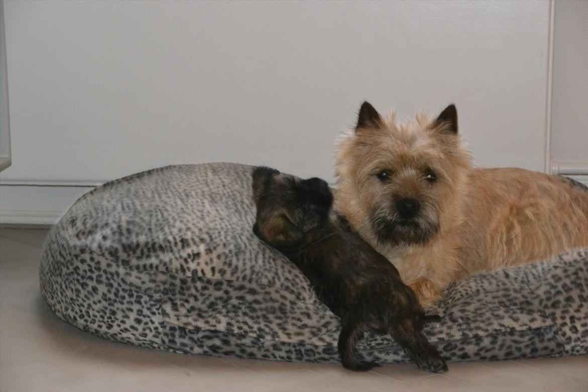 Cairn terrier sofus - sofus med athene:) billede 6