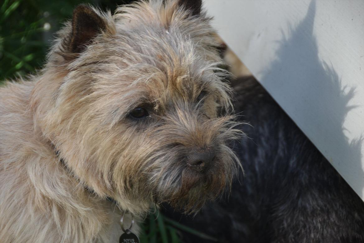 Cairn terrier sofus - smuksakken har jord på snuden:) billede 7