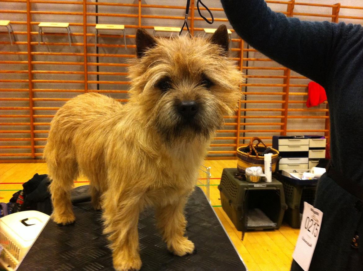Cairn terrier sofus - sofus i hårlev 2011 billede 9
