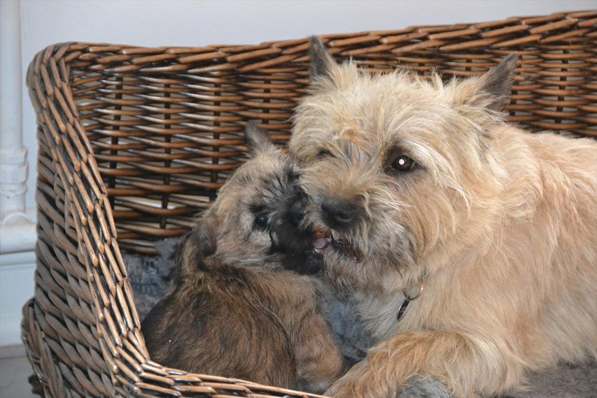 Cairn terrier sofus - sofus leger med kødben med sin datter Frigg billede 10
