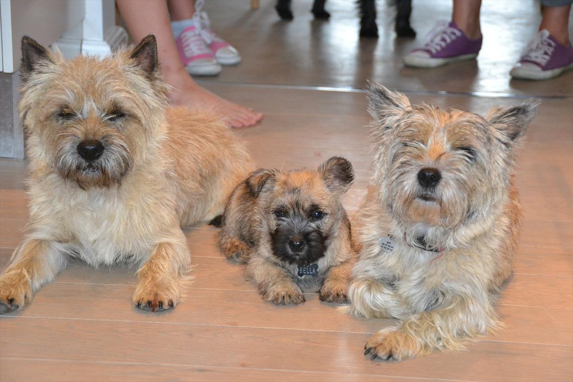Cairn terrier sofus - mor far og datter. så siger sofus farvel håber i vil ligge en kommentar! billede 11