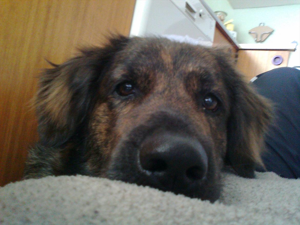 Blanding af racer Dina billede 6