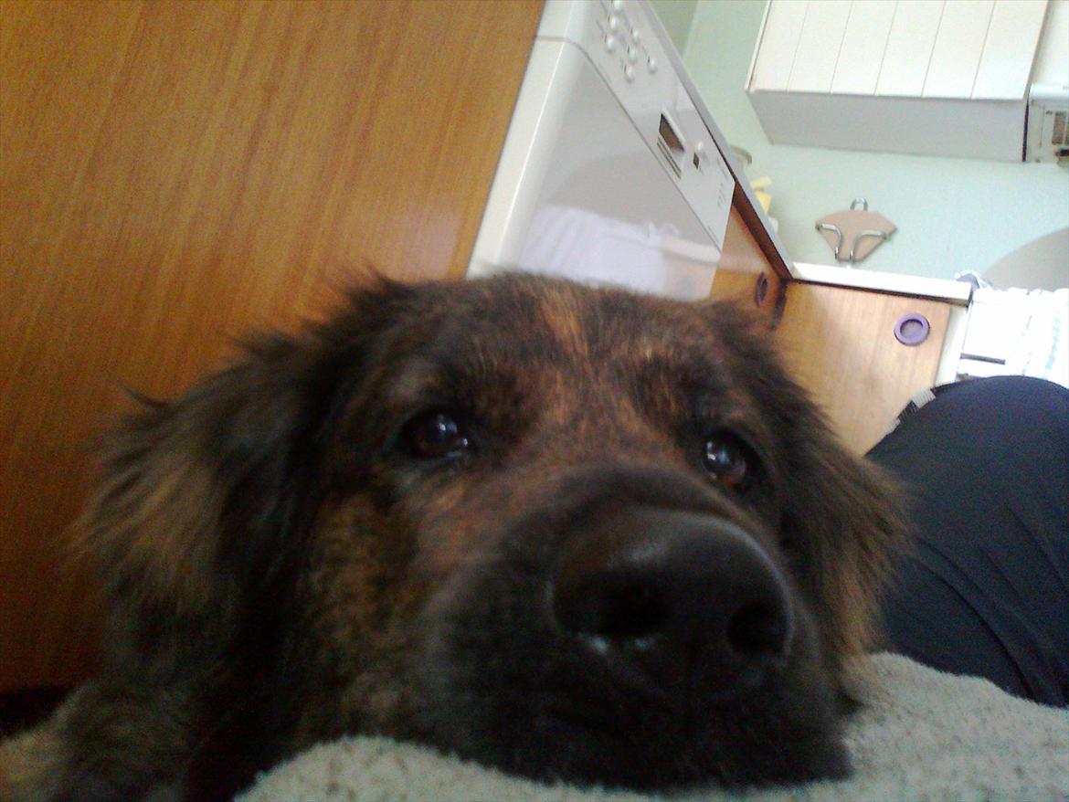 Blanding af racer Dina billede 7