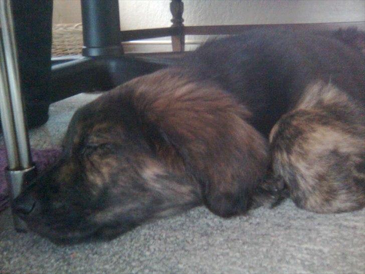 Blanding af racer Dina billede 8