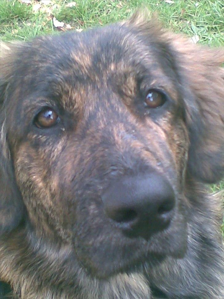 Blanding af racer Dina billede 9