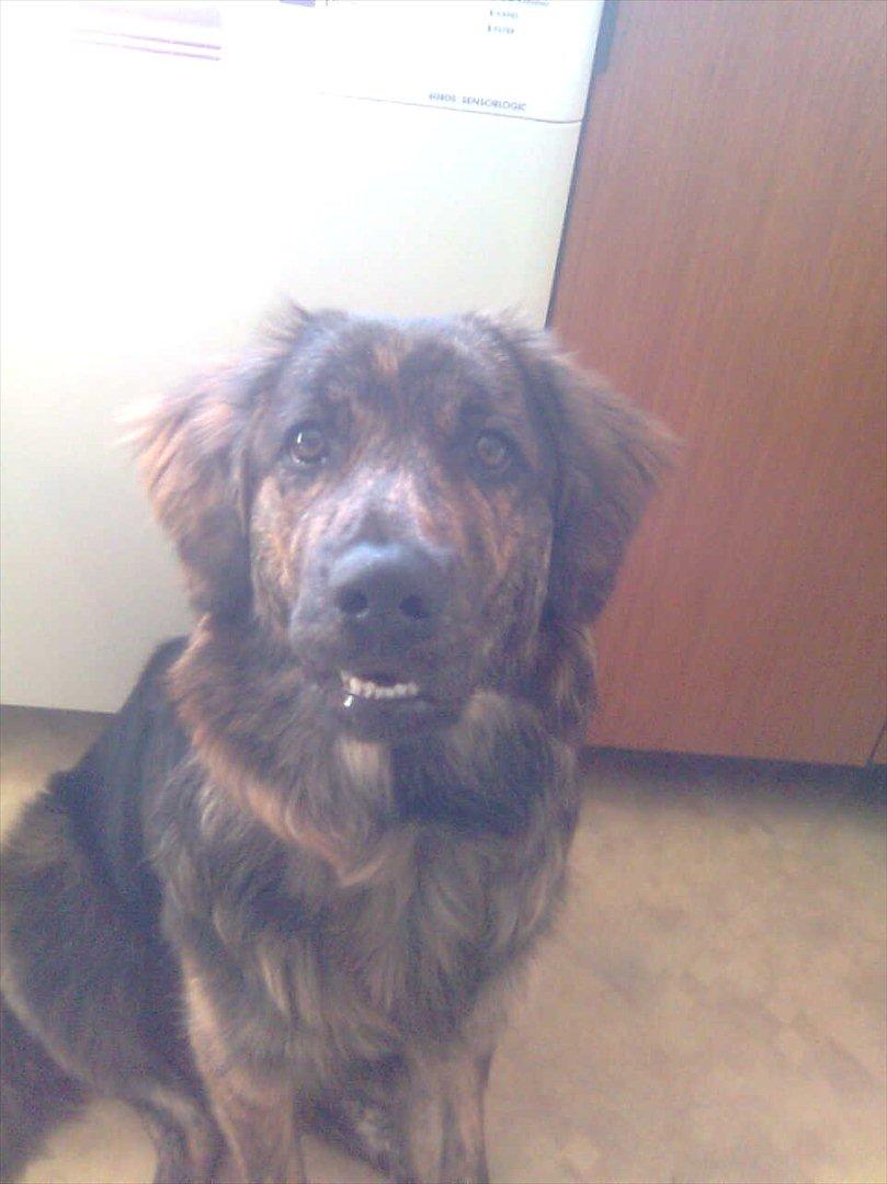 Blanding af racer Dina billede 10