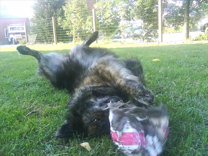 Blanding af racer Dina - Eeelsker min bold:P billede 11