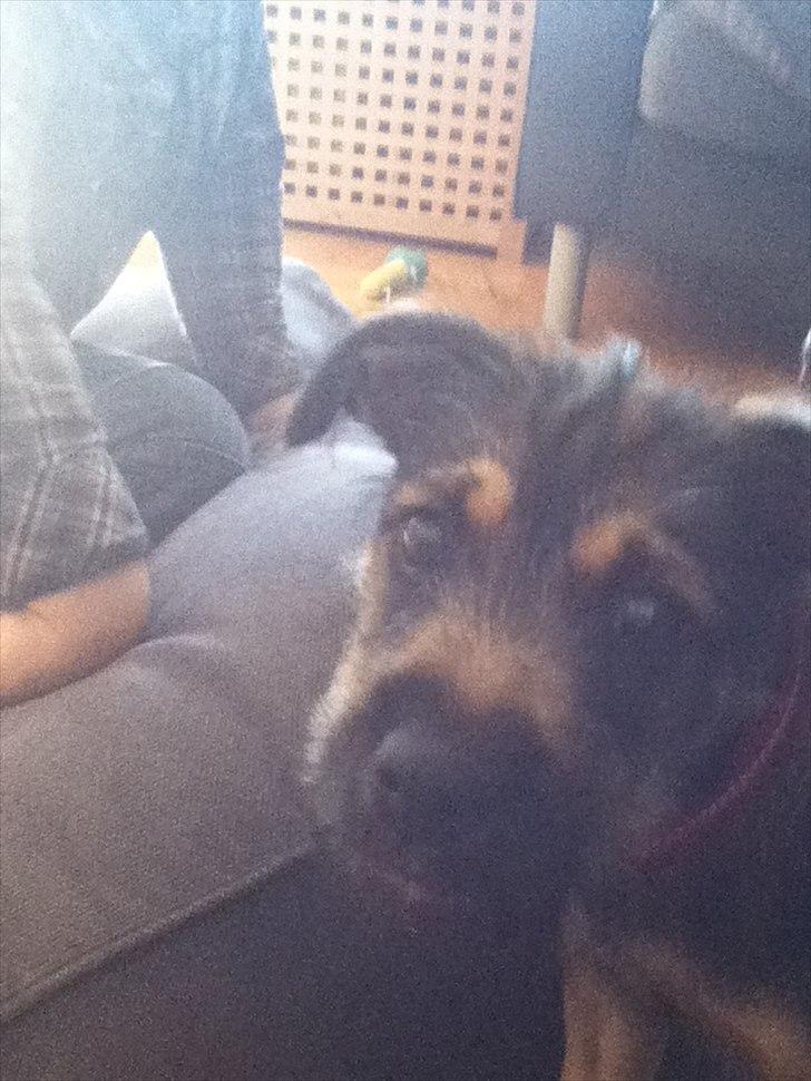 Blanding af racer Thea - thea kigger på mig:D billede 2