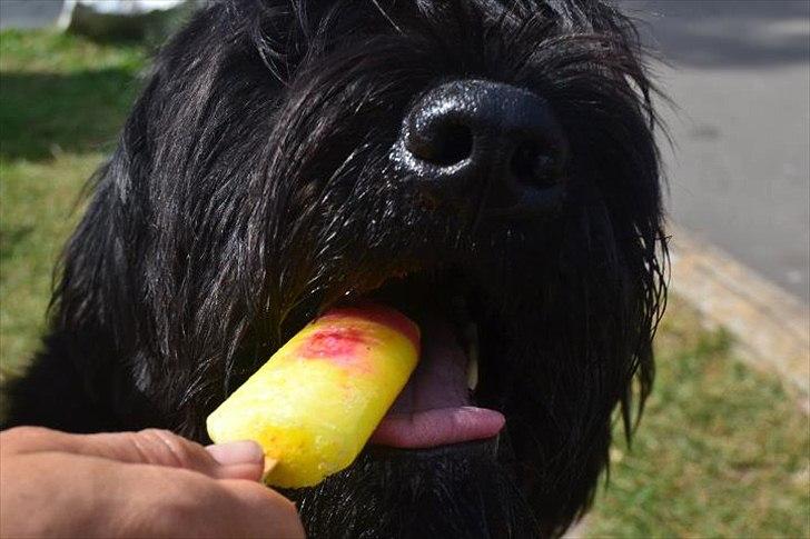 Riesenschnauzer  Doolittle's Odin - Fotografen: Ida Jensen billede 13