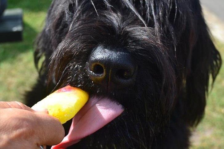 Riesenschnauzer  Doolittle's Odin - Fotografen: Ida Jensen billede 4