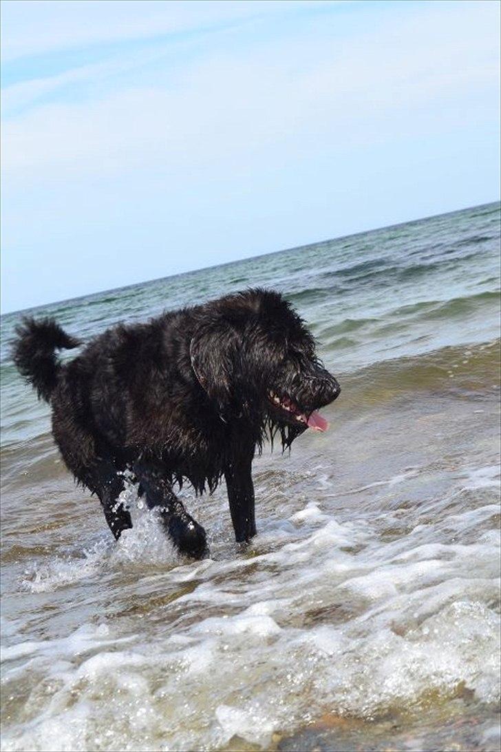 Riesenschnauzer  Doolittle's Odin - Fotografen: Ida Jensen billede 18