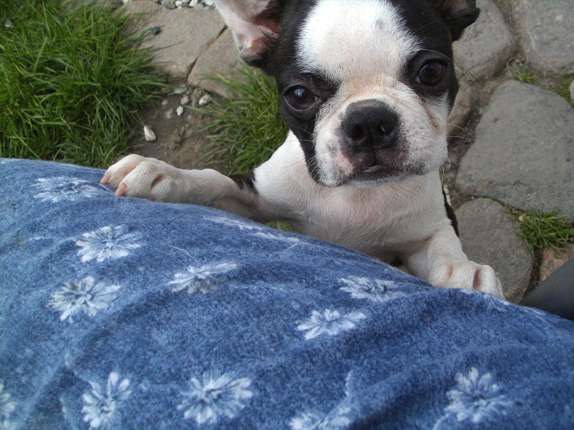 Boston terrier Mynthe billede 6